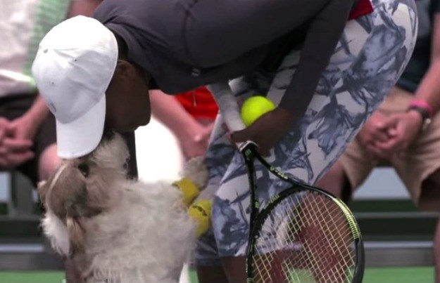 Neobični asistenti Venus Williams: Loptice joj na terenu dodavali psi