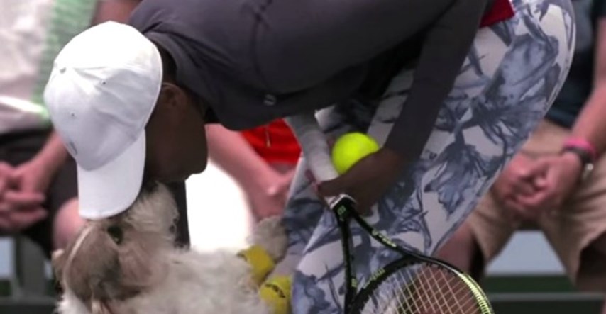 Neobični asistenti Venus Williams: Loptice joj na terenu dodavali psi