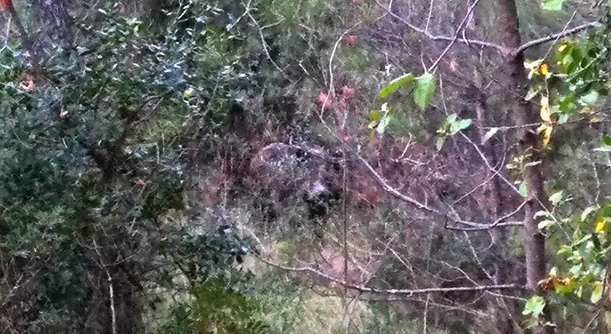 Konačno je snimljen vepar s Marjana, pogledajte kako izgleda