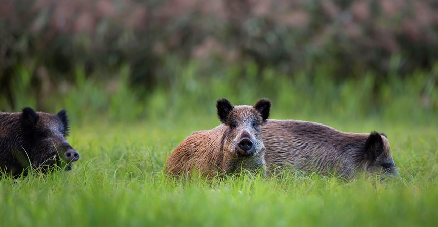 Prometna nesreća u Puli: Dva Audija udarila i ubila šest divljih svinja