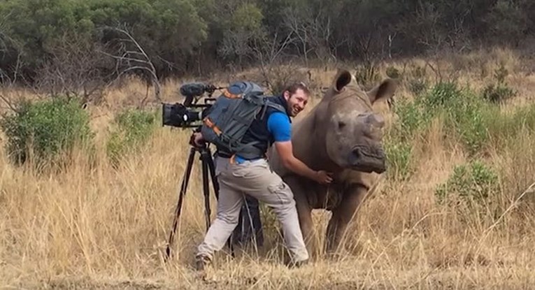 Ovaj je nosorog prišao kamermanu i zahtijevao maženje