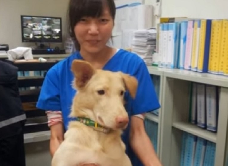 "Ubojica lijepog lica": Nakon 700 pasa veterinarka eutanazirala i samu sebe!
