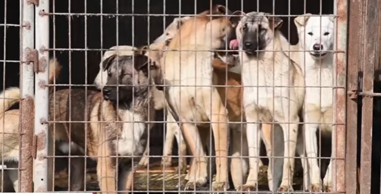 Spasili su 14 pasa od sigurne smrti, a iznenadila ih je jedna stvar