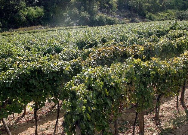 Tko pije najviše vina i tko je to pretekao Francuze po broju vinograda