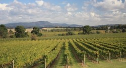 Proizvođači vina zarađuju 155% više od uzgajivača grožđa