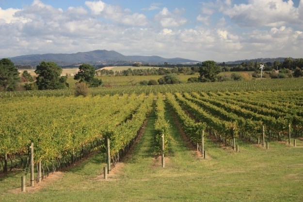 Proizvođači vina zarađuju 155% više od uzgajivača grožđa