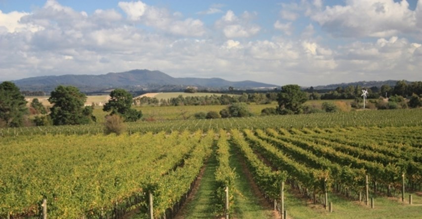 Vinari i vinogradari: Još 7 dana za prijavu projekata za novac iz Vinske omotnice
