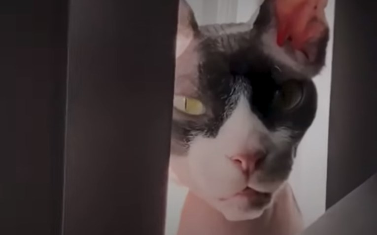 VIDEO Bezdlaki mačak opasni je vladar svoje kuće kojeg se svi pomalo straše