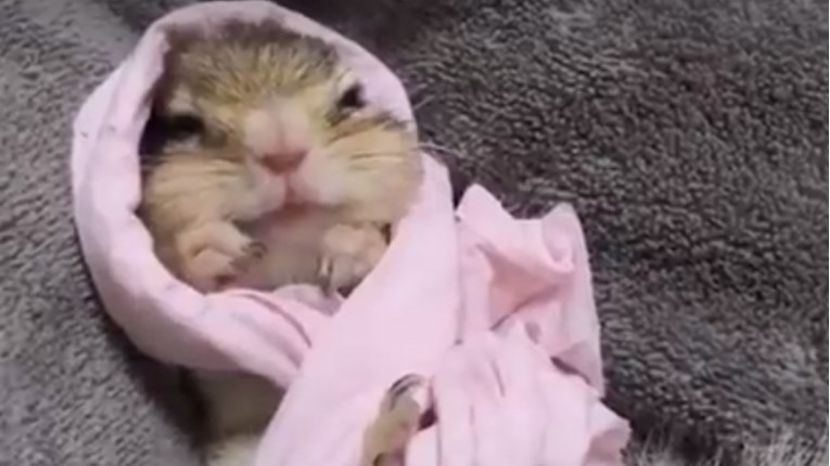 VIDEO Ova malena životinjica će vam sigurno uljepšati dan i donijeti osmijeh