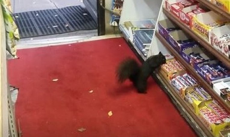 Vjeverica se ušuljala u trgovinu kako bi ukrala slatkiše