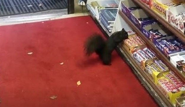 POGLEDAJTE Nadzorna kamera snimila tko iz trgovine krade čokoladice
