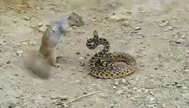 VIDEO Ovo se rijetko viđa: Vjeverica napala zmiju (puno veću od sebe)