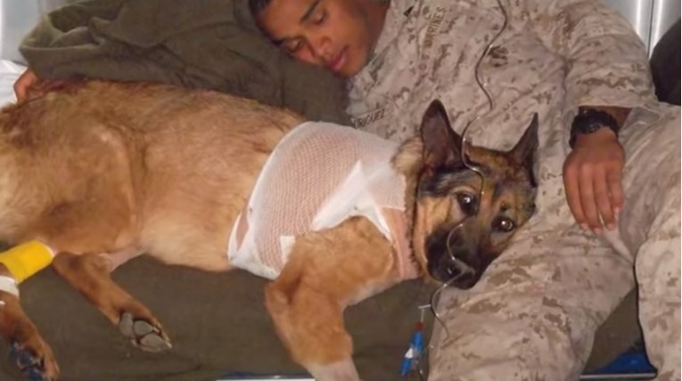 VIDEO Psi se susreću s vlasnicima vojnicima koji su dugo izbivali iz doma