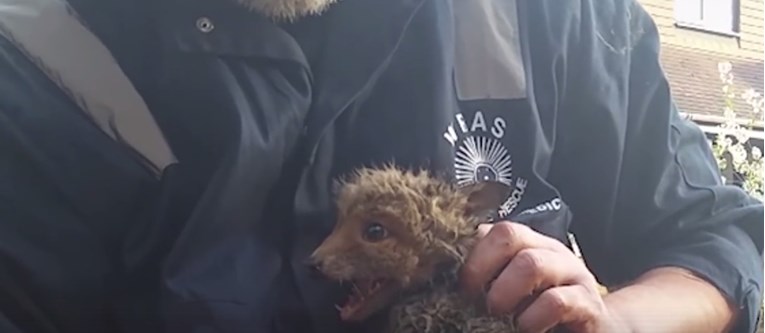 VIDEO Spasili su bebu lisicu koja je zapela u cijevi i ujedinili je s mamom