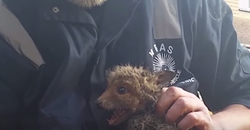 VIDEO Spasili su bebu lisicu koja je zapela u cijevi i ujedinili je s mamom