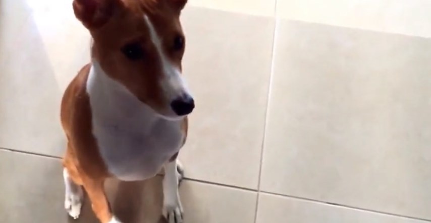 VIDEO Ovaj je pas naučio svojim vlasnicima reći da ih voli