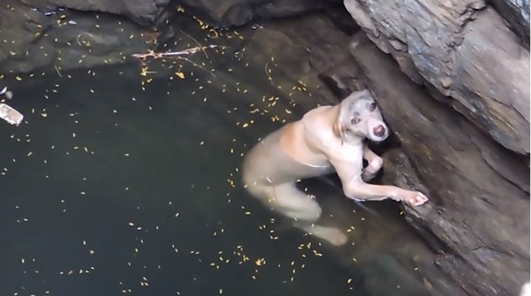 VIDEO Ova kujica upala je u bunar, no dobri su je ljudi spasili  na vrijeme