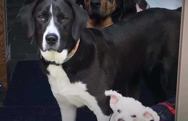 VIDEO Psić je unio radost u azil za starije pse i oživio cijelo to mjesto