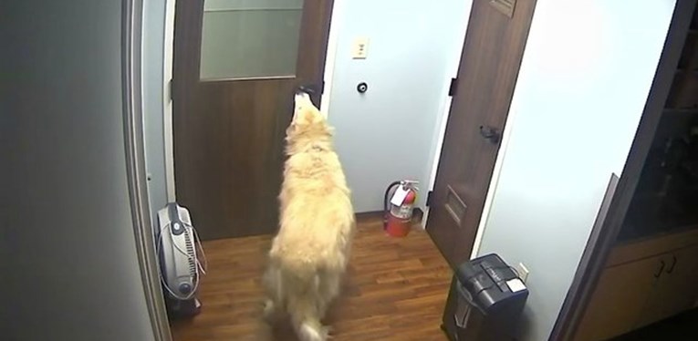 VIDEO Pas pokazao nevjerojatnu spretnost - otvorio je troja vrata i pobjegao iz bolnice