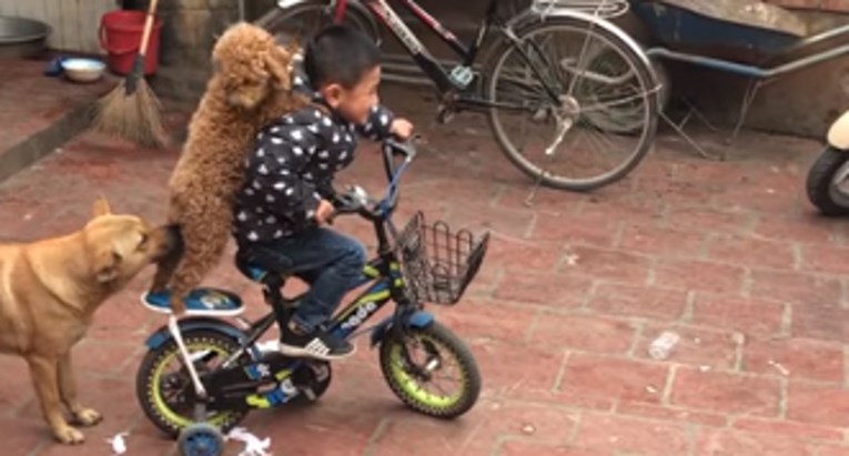 VIDEO Dječak i njegov psić zabavljaju se na nevjerojatan način