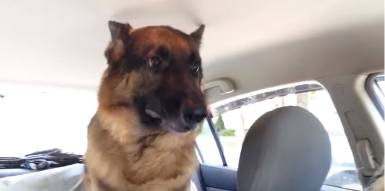 VIDEO Ovaj je pas shvatio da ide veterinaru i to ga nimalo ne oduševljava