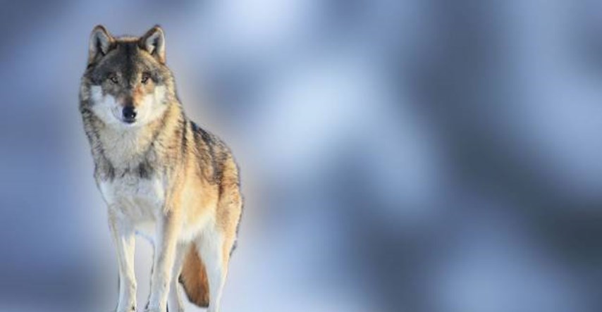 Sezona lova: 11.571 Norvežana zatražilo dozvolu za ubojstvo 16 od preostalih 30-ak vukova