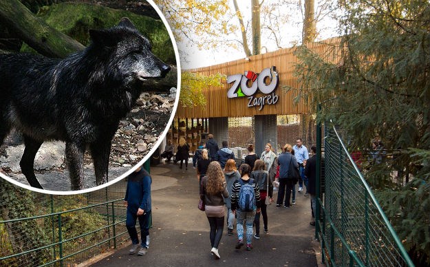 Iz kaveza u zagrebačkom Zoološkom vrtu pobjegla vučica