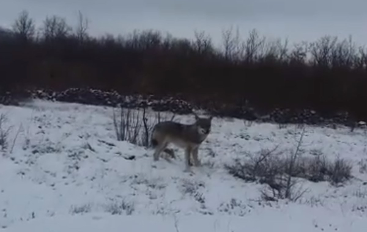 VIDEO Hercegovka krenula na posao pa putem doživjela bliski susret s vukom