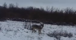 VIDEO Hercegovka krenula na posao pa putem doživjela bliski susret s vukom
