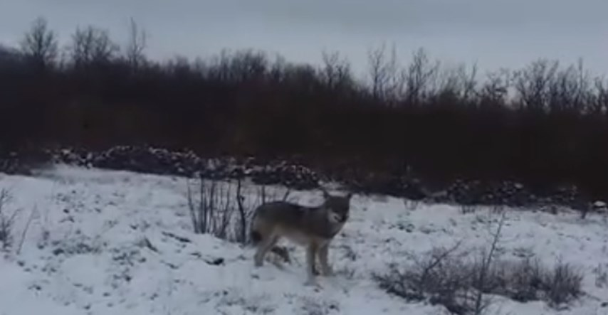 VIDEO Hercegovka krenula na posao pa putem doživjela bliski susret s vukom