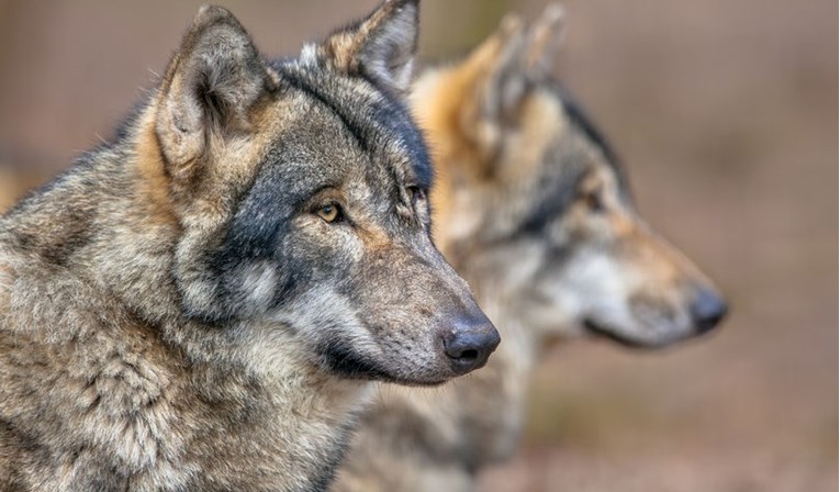 VIDEO Uzgajivači pse križali s vukovima i prodavali po 5000 eura