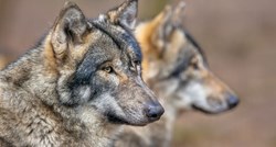 VIDEO Uzgajivači pse križali s vukovima i prodavali po 5000 eura