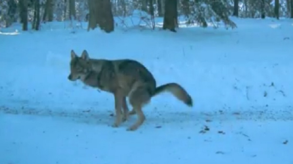 VIDEO Park prirode Velebit: Kamere vukove uhvatile na djelu!
