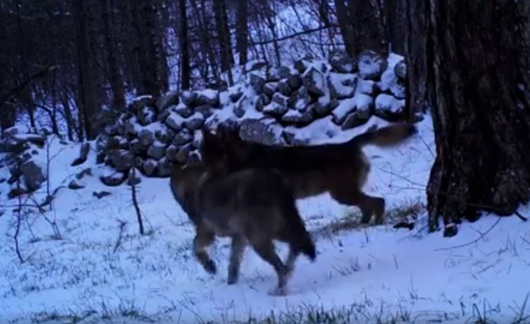 KAKAV PRIZOR Pogledajte iznimno rijetku snimku vukova na Velebitu