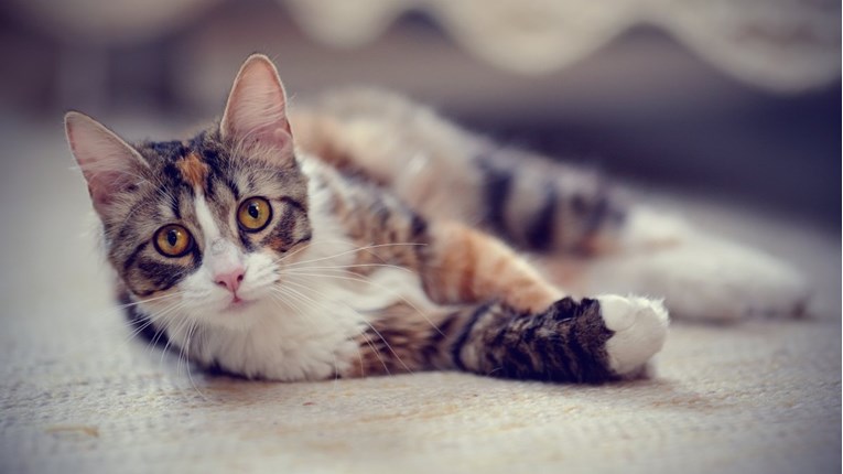 VIDEO Mačak na "klimavim nogama" bio je skoro eutanaziran, no pronašao je sretan dom