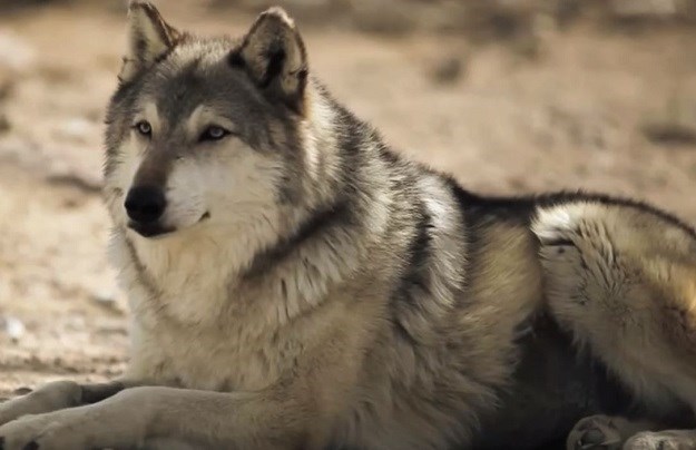 VIDEO Pustili su 14 vukova u park, a ono što se dogodilo oduševilo je znanstveni svijet