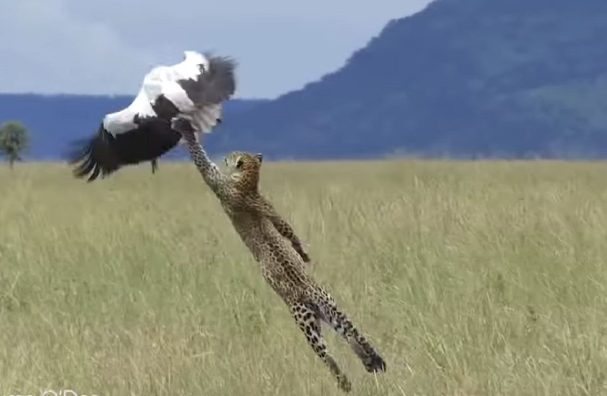 Snimali rodu pa izletio leopard koji ju je vrebao, sad imaju kandidata za najbolju fotku godine