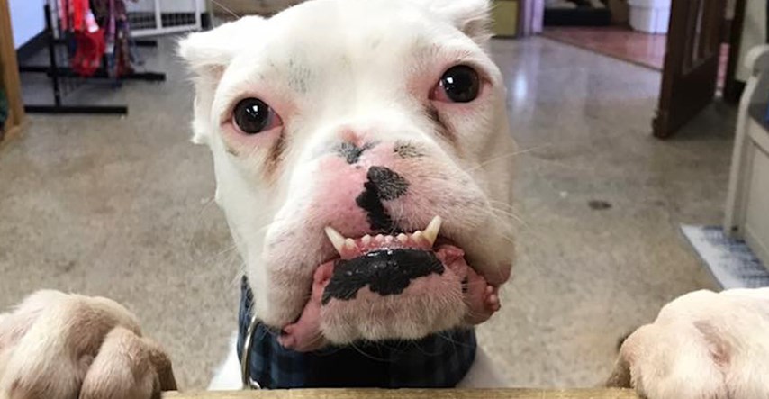 VIDEO Zlostavljani pas kojem su odrezali njuškicu dobio je novu priliku za život