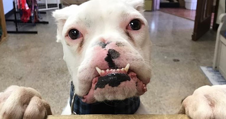 VIDEO Zlostavljani pas kojem su odrezali njuškicu dobio je novu priliku za život