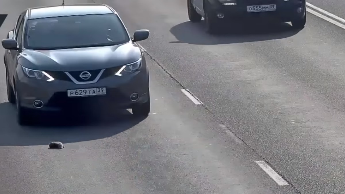 VIDEO Naježit ćete se kad vidite što je sve prošlo ovo mače