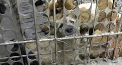 Ovog vikenda Kinezi će na brutalan način pobiti desetke tisuća pasa