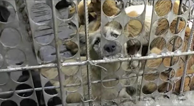 Ovog vikenda Kinezi će na brutalan način pobiti desetke tisuća pasa
