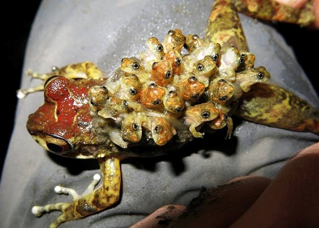 Je li ovo najčudnija žaba na svijetu? Dobro pogledajte što nosi na leđima