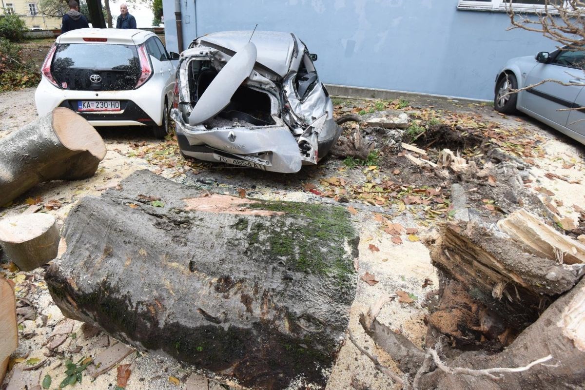 FOTO Olujni vjetar u Zadru bacio veliko stablo po autima, prava je sreća da nitko nije stradao