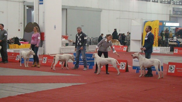 Imamo fotke: U Zagrebu počeo spektakl s 3500 pasa!