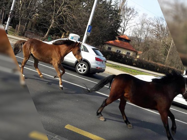 FOTO Kaos u prometu: Ulicama Zagreba trčali odbjegli konji