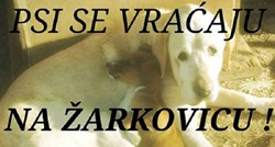 Pravda je pobijedila: Oteti psi vraćaju se u Dubrovnik