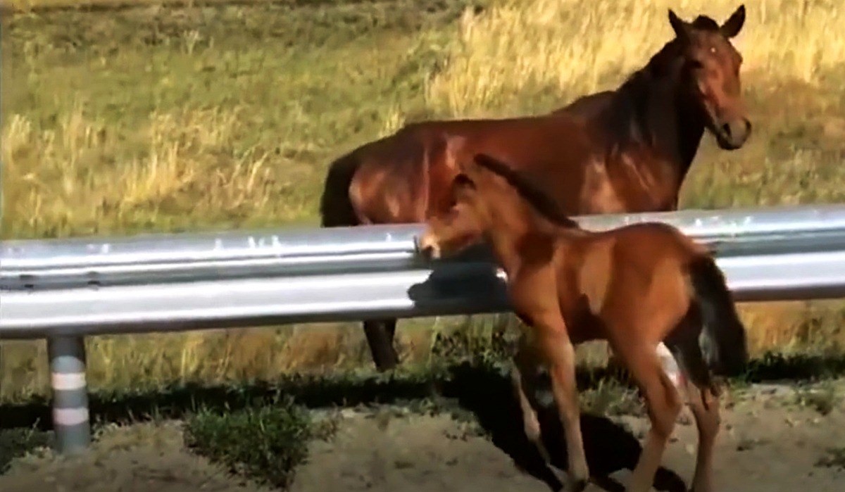 Ždrijebe je zapelo na cesti, muškarac se zaustavio i vratio ga mami