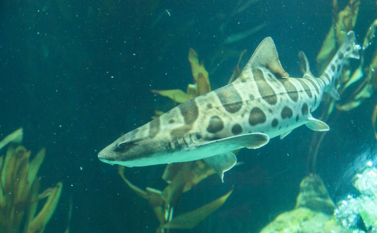 VIDEO Ovo se još nije dogodilo: Ženka morskog psa iznenadila znanstvenike!