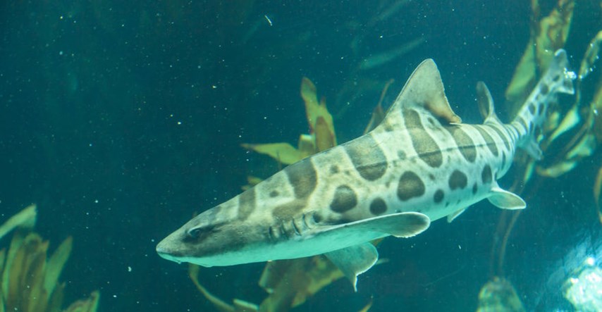 VIDEO Ovo se još nije dogodilo: Ženka morskog psa iznenadila znanstvenike!